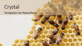  Presentation with comb bee - Presentation enhanced with honey comb and a bee background and a coral colored foreground