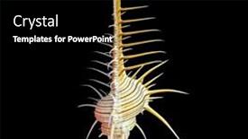  Presentation with shell - Presentation design featuring comb-murex-shell-on-black background and a black colored foreground