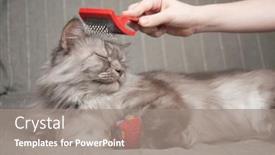  Presentation with cute - Cool new PPT layouts with combing-lovely-cute-grey-long backdrop and a gray colored foreground