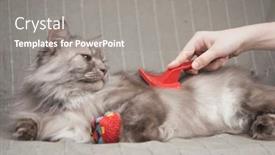  Presentation with cute - Amazing theme having combing-lovely-cute-grey-long backdrop and a gray colored foreground