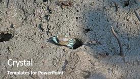  Presentation with crab - Audience pleasing theme consisting of come swim - female fiddler crab with blue backdrop and a gray colored foreground