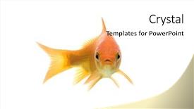  Presentation with goldfish - PPT theme featuring comet-tailed-goldfish-swimming-against background and a white colored foreground