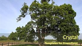  Presentation with sugaring - Colorful slide set enhanced with comfort maple tree said backdrop and a tawny brown colored foreground