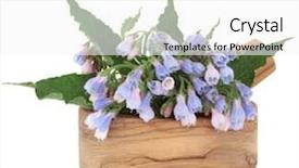  Presentation with olive leaf - Theme consisting of comfrey herb leaf and flower background and a white colored foreground