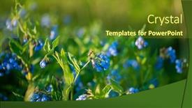  Presentation with garden - PPT theme enhanced with comfrey-symphytum-officinale-flowers background and a tawny brown colored foreground