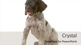  Presentation with german shorthaired pointer - Beautiful theme featuring comic theme - cute puppy - german shorthaired backdrop and a  colored foreground