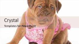  Presentation with pink white - Slide deck having comic theme - female puppy - dogue de background and a coral colored foreground