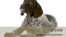  Presentation with german shorthaired pointer - PPT theme consisting of comic theme - funny dog - german shorthaired background and a  colored foreground