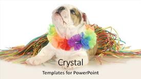  Presentation with english bulldog - Colorful presentation theme enhanced with comic theme - holiday dog - english bulldog backdrop and a lemonade colored foreground