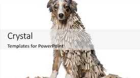  Presentation with australian - Slide deck enhanced with comic theme - isolated australian shepherd puppy covered background and a  colored foreground