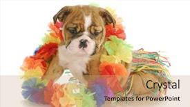  Presentation with english bulldog - PPT theme having comic theme - puppy dressed like a hula background and a coral colored foreground
