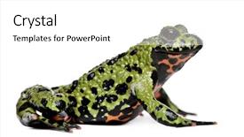  Presentation with fire - Theme featuring comic theme - smiling oriental fire-bellied toad bombina background and a white colored foreground