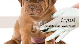  Presentation with veterinary - Slide set with comic theme - veterinary care - dogue de background and a coral colored foreground