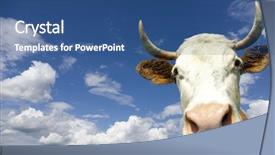  Presentation with white holstein friesian dairy cow - Audience pleasing theme consisting of comical sun - brown holstein cow backdrop and a ocean colored foreground