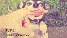  Presentation with vintage retro - Presentation design consisting of comical sun - cute chihuahua licking a mustache background and a lemonade colored foreground