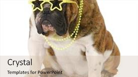  Presentation with sun star - Beautiful presentation theme featuring comical sun - english bulldog wearing star sunglasses backdrop and a soft green colored foreground