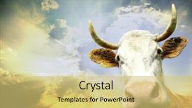  Presentation with cow - Cool new slide set with comical sun - silly smiling cow on sky backdrop and a yellow colored foreground