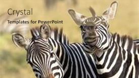  Presentation with kenya - Slide deck having comical-zebras-equus-quagga background and a coral colored foreground