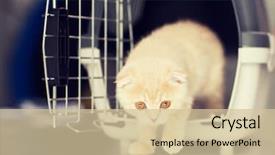  Presentation with pets - Colorful presentation enhanced with coming out of cat carrier backdrop and a  colored foreground