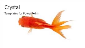  Presentation with goldfish - Presentation consisting of coming top - close up of goldfish swimming background and a white colored foreground