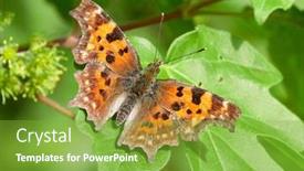  Presentation with album - Presentation theme with comma-butterfly-polygonia-c-album background and a seafoam green colored foreground