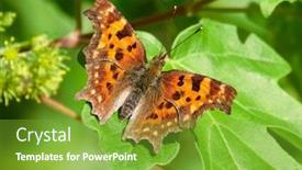  Presentation with album - Presentation theme with comma-butterfly-polygonia-c-album background and a tawny brown colored foreground