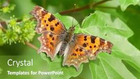  Presentation with green leaf - Slide deck with comma-butterfly-polygonia-c-album background and a tawny brown colored foreground