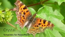  Presentation with green leaf - Colorful presentation enhanced with comma-butterfly-polygonia-c-album backdrop and a yellow colored foreground