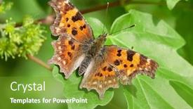  Presentation with album - Cool new PPT theme with comma-butterfly-polygonia-c-album backdrop and a tawny brown colored foreground