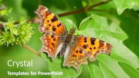  Presentation with green leaf - Beautiful PPT theme featuring comma-butterfly-polygonia-c-album backdrop and a tawny brown colored foreground