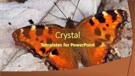  Presentation with album - Cool new theme with comma-butterfly-resting-on-plant backdrop and a tawny brown colored foreground