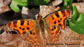  Presentation with album - Colorful slide set enhanced with comma-butterfly-resting-on-plant backdrop and a red colored foreground