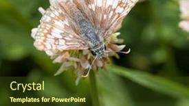  Presentation with butterfly - Slides with commen-checkered-skipper-butterfly-feeding background and a tawny brown colored foreground