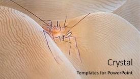  Presentation with living coral - Cool new PPT layouts with commensal shrimp vir philippinensis living backdrop and a coral colored foreground