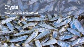  Presentation with thailand - Audience pleasing PPT layouts consisting of commercial fishing - chub mackerels sea fish backdrop and a  colored foreground