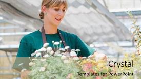  Presentation with commercial - Beautiful PPT theme featuring commercial gardener woman taking care backdrop and a soft green colored foreground