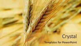  Presentation with commodities - Audience pleasing slide deck consisting of commodities - closeup of some ripe wheat backdrop and a yellow colored foreground