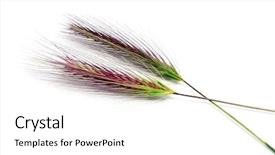  Presentation with ears - PPT layouts featuring white package cardboard box opened on white background and a sky blue colored foreground