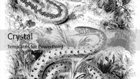  Presentation with august - Slides with common-adder-and-ringed-snake background and a light gray colored foreground