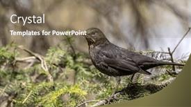  Presentation with green - Presentation theme consisting of common-blackbird-female-on-green background and a coral colored foreground