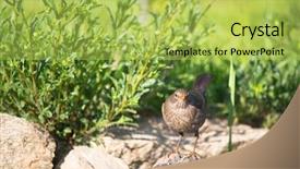  Presentation with nature - Presentation theme consisting of common blackbird in nature landscape background and a  colored foreground