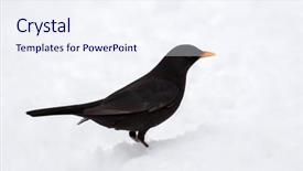  Presentation with pure white - Presentation having common blackbird in pure white background and a sky blue colored foreground