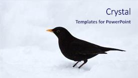  Presentation with pure white - PPT theme having common blackbird in pure white background and a sky blue colored foreground