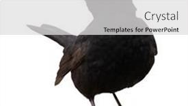  Presentation with monarch butterfly isolated on white - Amazing slide deck having common-blackbird-isolated-on-white backdrop and a light gray colored foreground