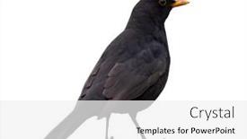  Presentation with blank whiteboard isolated on white - Presentation design consisting of common-blackbird-isolated-on-white background and a white colored foreground