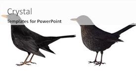  Presentation with female - Theme consisting of common-blackbird-male-and-female and a white colored foreground