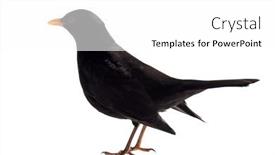  Presentation with white - PPT layouts featuring common-blackbird-male-isolated background and a white colored foreground