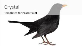  Presentation with history earth globe isolated white - Slide deck featuring common-blackbird-male-isolated background and a white colored foreground