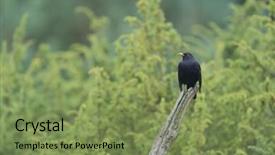  Presentation with tree - Colorful slide set enhanced with common blackbird on tree trunk backdrop and a seafoam green colored foreground