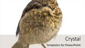  Presentation with black and white old phone - Amazing slide deck having common blackbird or eurasian blackbird backdrop and a  colored foreground